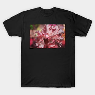 Ruby Red Heuchera T-Shirt